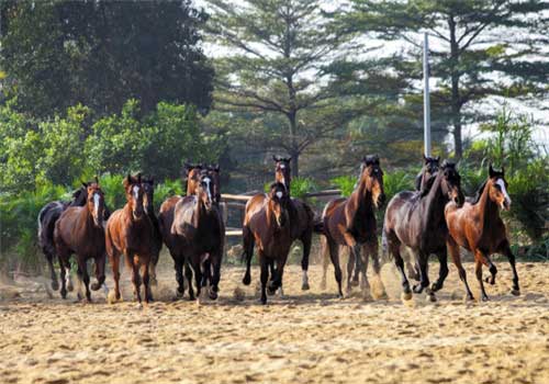 长隆野生动物世界马园