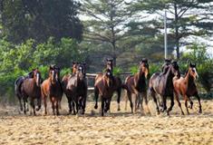 长隆野生动物世界马园有什么好看的