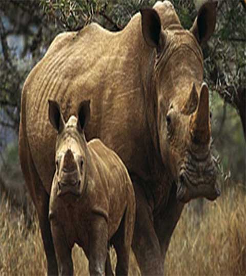 长隆野生动物世界非洲部落 长隆野生动物世界非洲部落