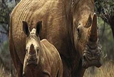 长隆野生动物世界非洲部落有什么好看的