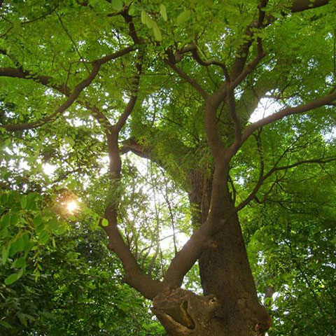 广州南海神庙10596