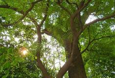 南海神庙红豆树林有什么好看的