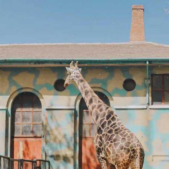 北京动物园11347