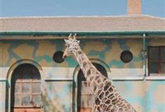 北京动物园长颈鹿馆有什么好看的