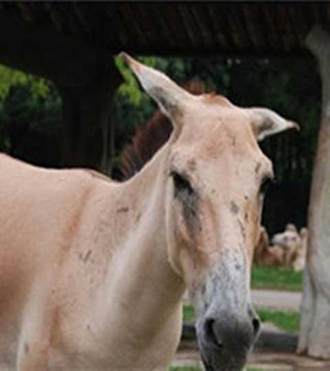 长隆野生动物世界10569