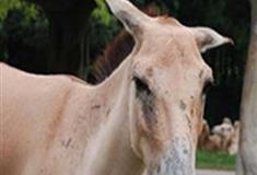 长隆野生动物世界蒙古野驴有什么好看的