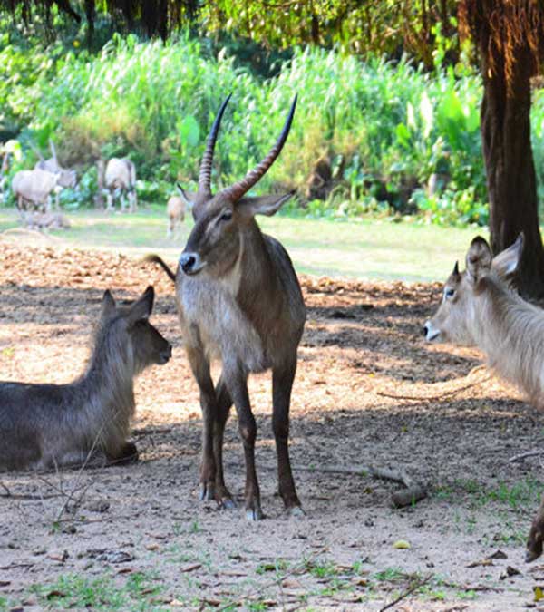 长隆野生动物世界大弯角羚