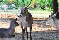 长隆野生动物世界大弯角羚有什么好看的