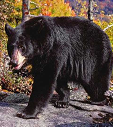 长隆野生动物世界10573