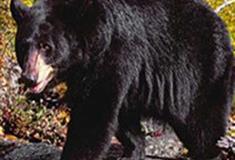 长隆野生动物世界黑熊有什么好看的