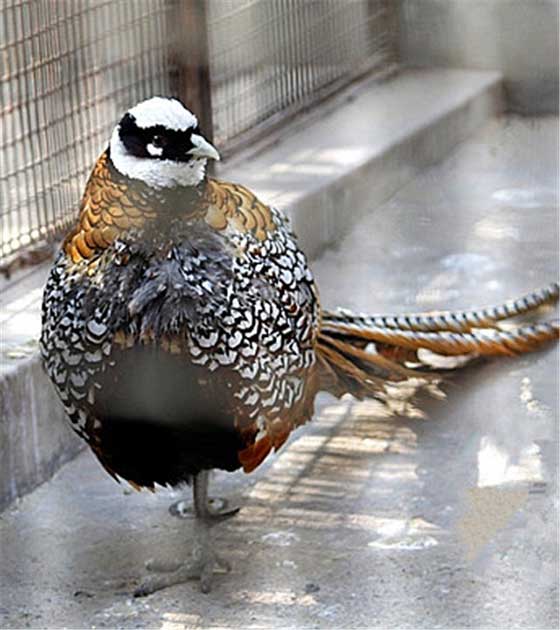 北京动物园11334