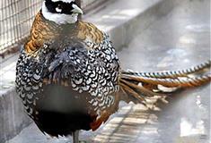 北京动物园雉鸡苑有什么好看的