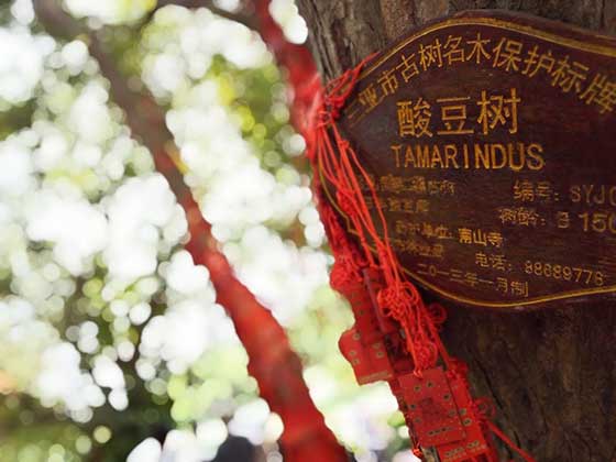 南山文化旅游区11639