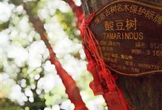 南山文化旅游区酸豆林保护区有什么好看的