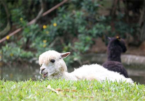 长隆野生动物世界羊驼