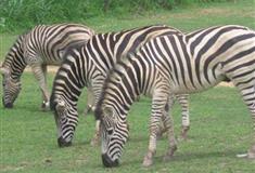 长隆野生动物世界斑马有什么好看的