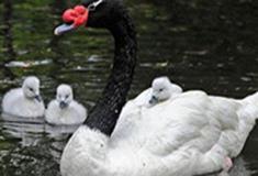 长隆野生动物世界黑天鹅亭有什么好看的