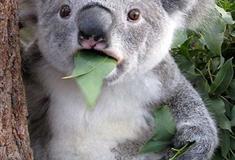 长隆野生动物世界考拉桉树林有什么好看的