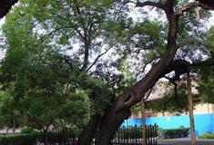 双林寺唐槐有什么好看的