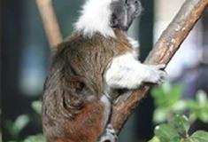 北京动物园热带小型猴馆有什么好看的