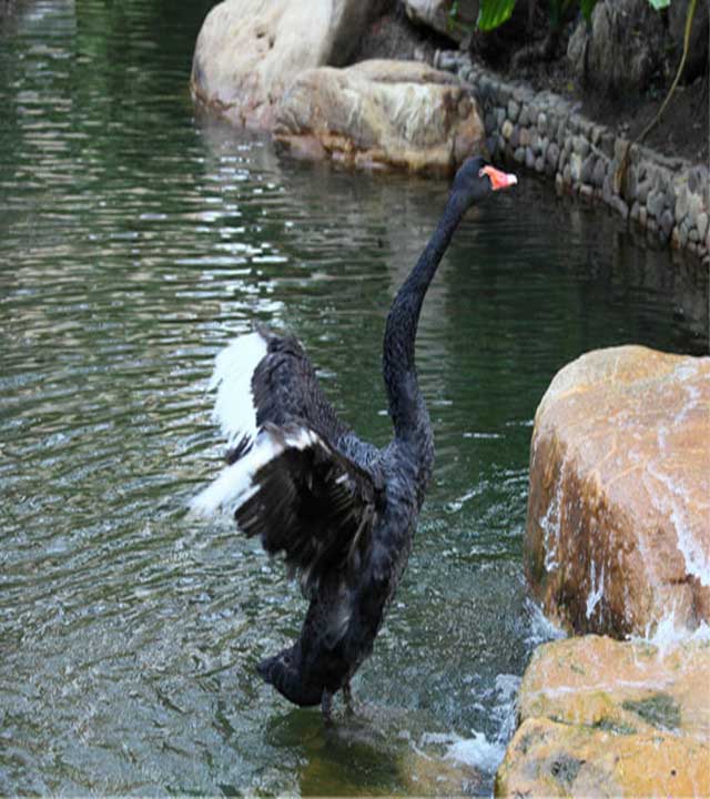 长隆野生动物世界天鹅湖广场 长隆野生动物世界天鹅湖广场