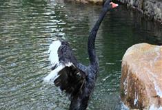 长隆野生动物世界天鹅湖广场有什么好看的