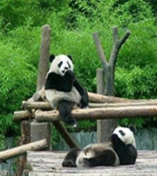 长隆野生动物世界大中华区 长隆野生动物世界大中华区