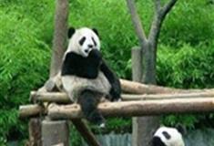 长隆野生动物世界大中华区有什么好看的