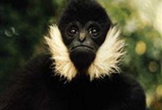 长隆野生动物世界白颊长臂猿有什么好看的