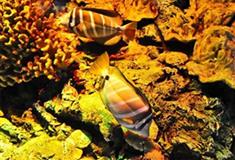 北京动物园北京海洋馆有什么好看的