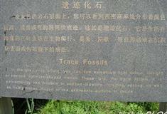 红豆峡景区遗迹化石有什么好看的