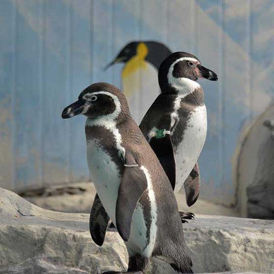 北京动物园11350