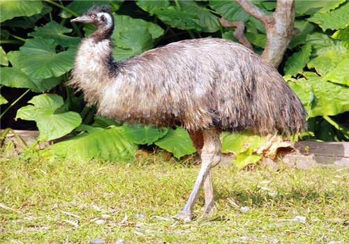 长隆野生动物世界鸸鹋