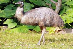 长隆野生动物世界鸸鹋有什么好看的