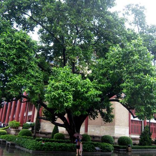 中山纪念堂古白兰