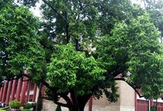 中山纪念堂古白兰有什么好看的