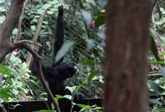 长隆野生动物世界花果山站有什么好看的