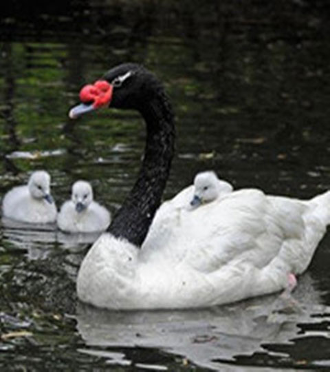 长隆野生动物世界10580