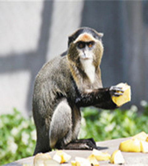 长隆野生动物世界博士猴