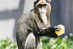 长隆野生动物世界博士猴有什么好看的