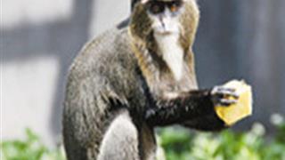 长隆野生动物世界博士猴有什么好看的