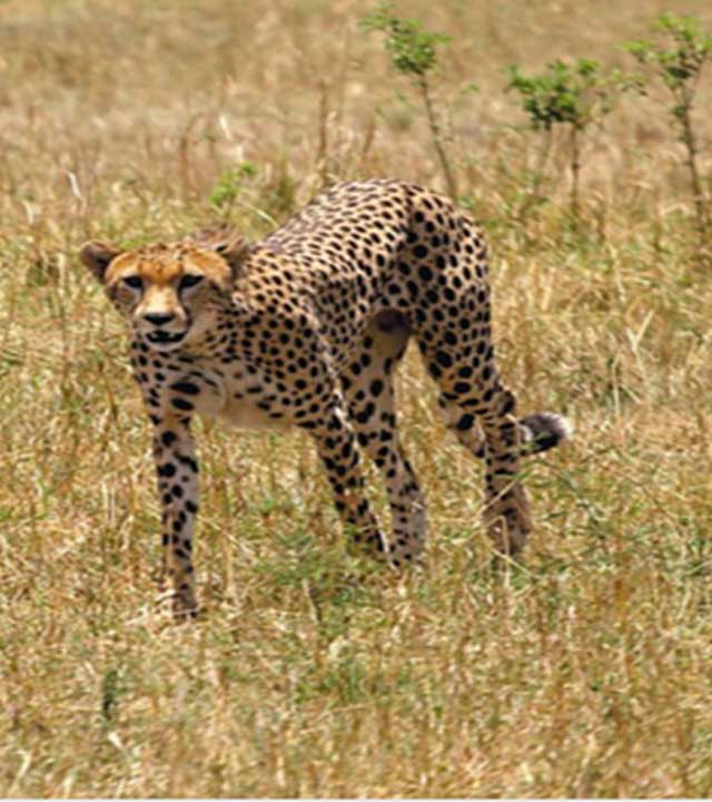 长隆野生动物世界南非高原 长隆野生动物世界南非高原