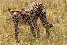 长隆野生动物世界南非高原有什么好看的