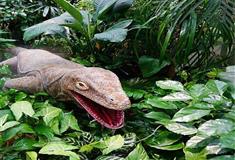 长隆野生动物世界侏罗纪森林有什么好看的