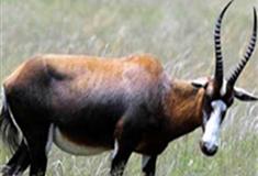 长隆野生动物世界白面羚羊有什么好看的