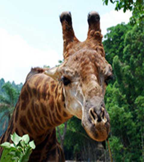 长隆野生动物世界10570