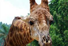 长隆野生动物世界长颈鹿有什么好看的