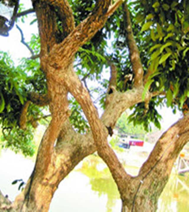 长隆野生动物世界连理树