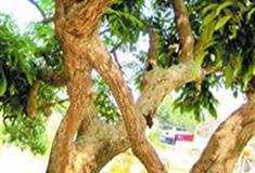 长隆野生动物世界连理树有什么好看的