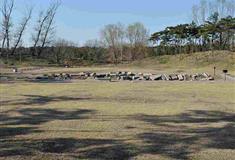 圆明园碧桐书院有什么好看的